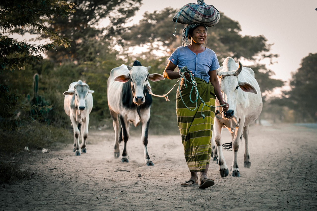 cows, woman, female-4708901.jpg